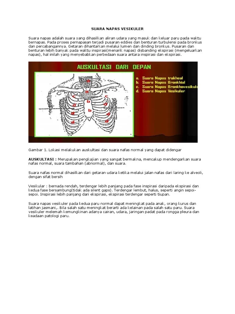 Suara Napas Vesikuler
