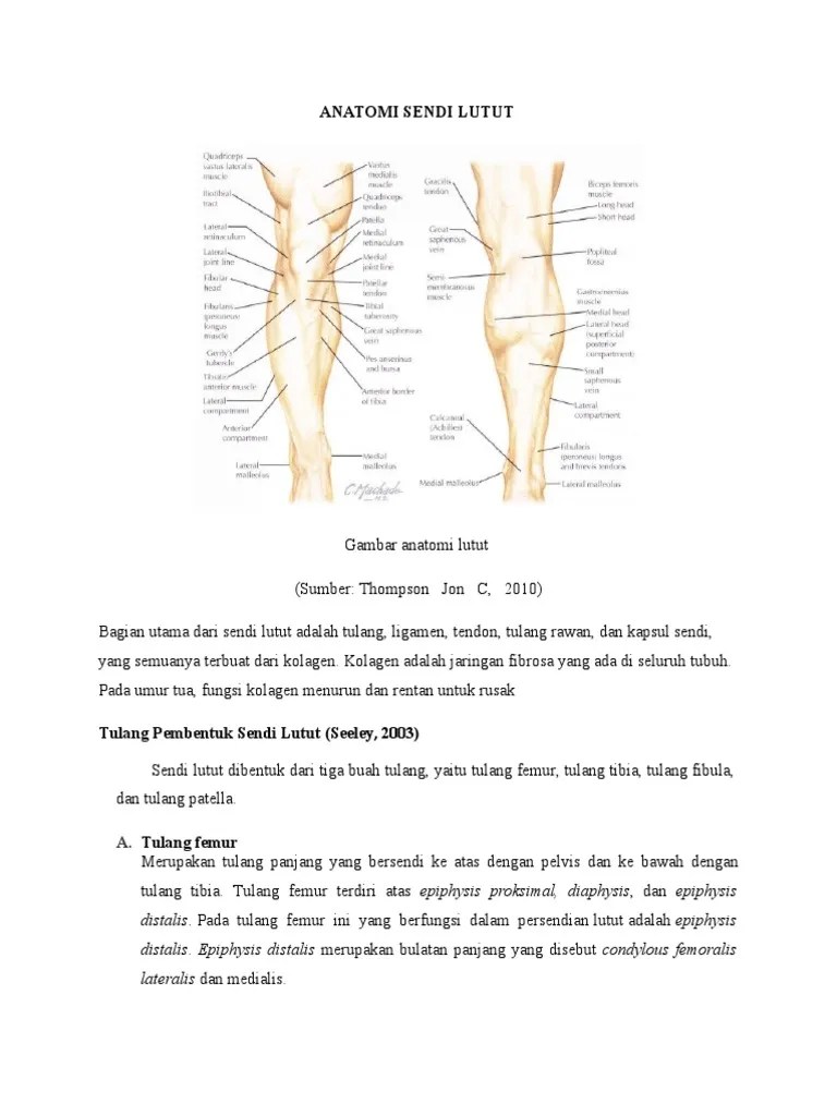 Anatomi Sendi Lutut Fix | PDF