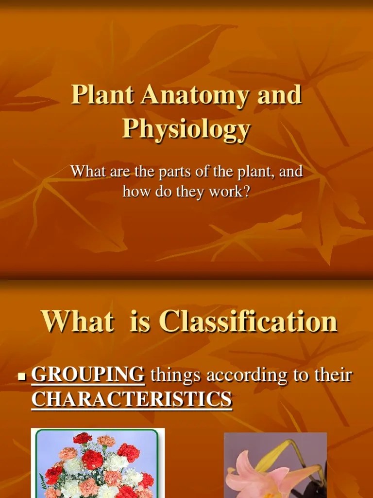Plant Structure and Function PDF Plant Hormone Leaf