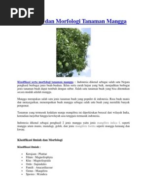 Klasifikasi Dan Morfologi Tanaman Mangga | PDF