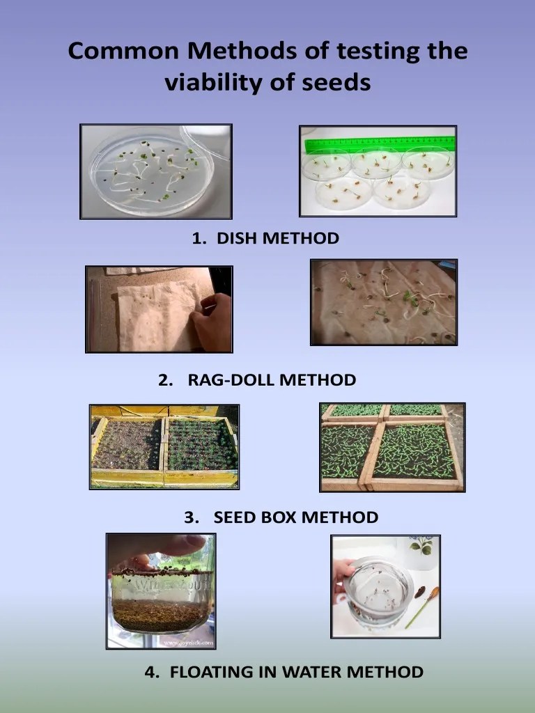 Common Methods of Testing The Viability of Seeds PDF Nature
