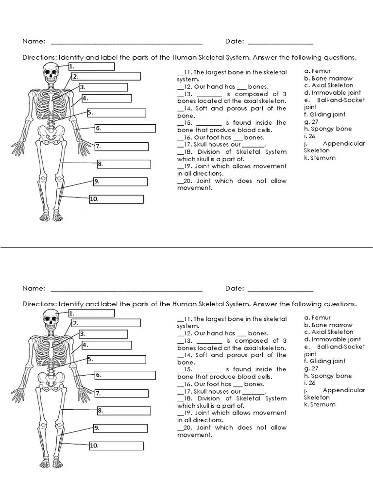 Skeletal System Quiz PDF Skeleton Bone