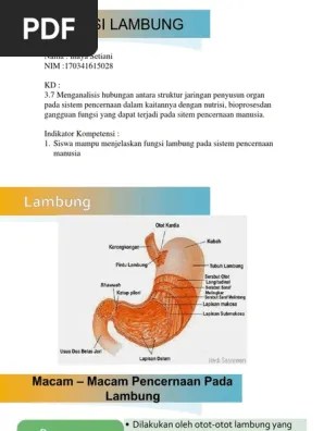 Lambung | PDF