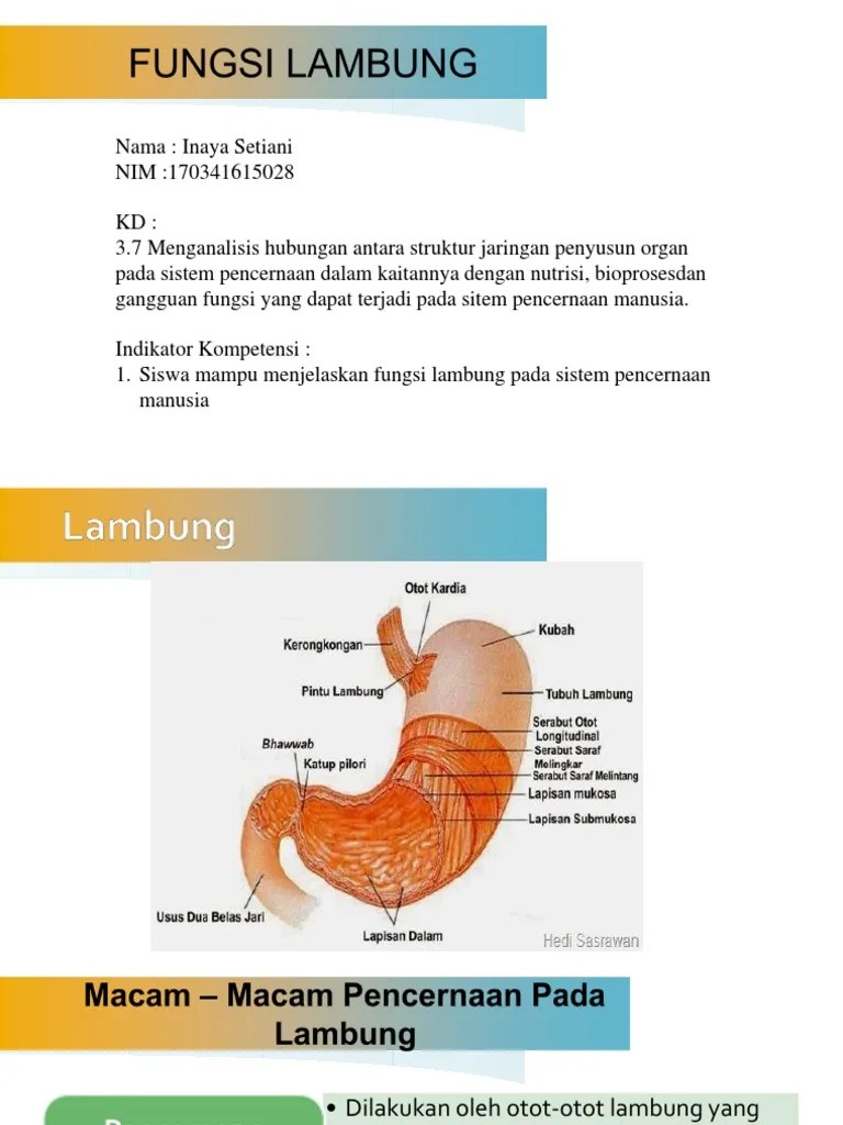 Lambung | PDF