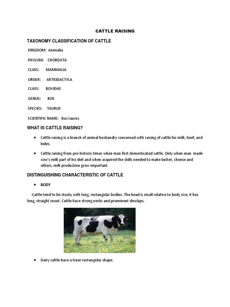 Cattle Raising Taxonomy Classification of Cattle PDF Cattle Dairy