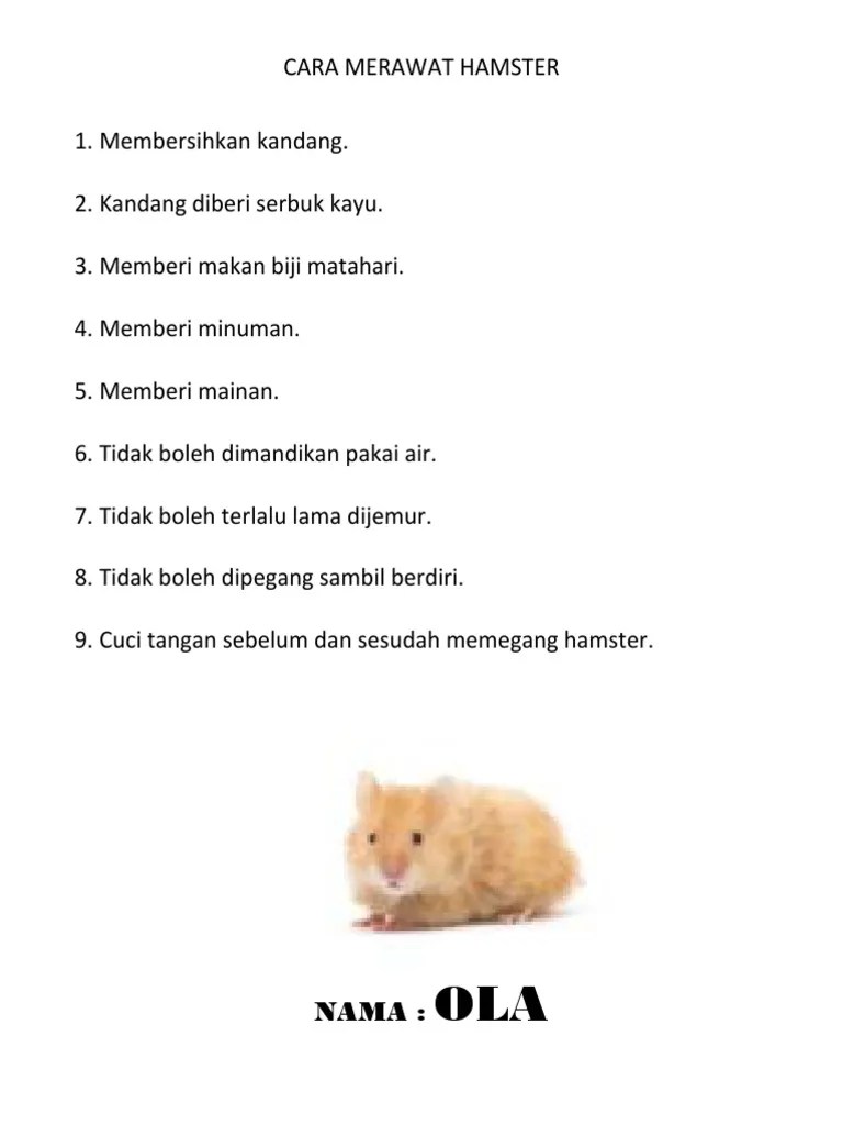 Cara Merawat Hamster | PDF