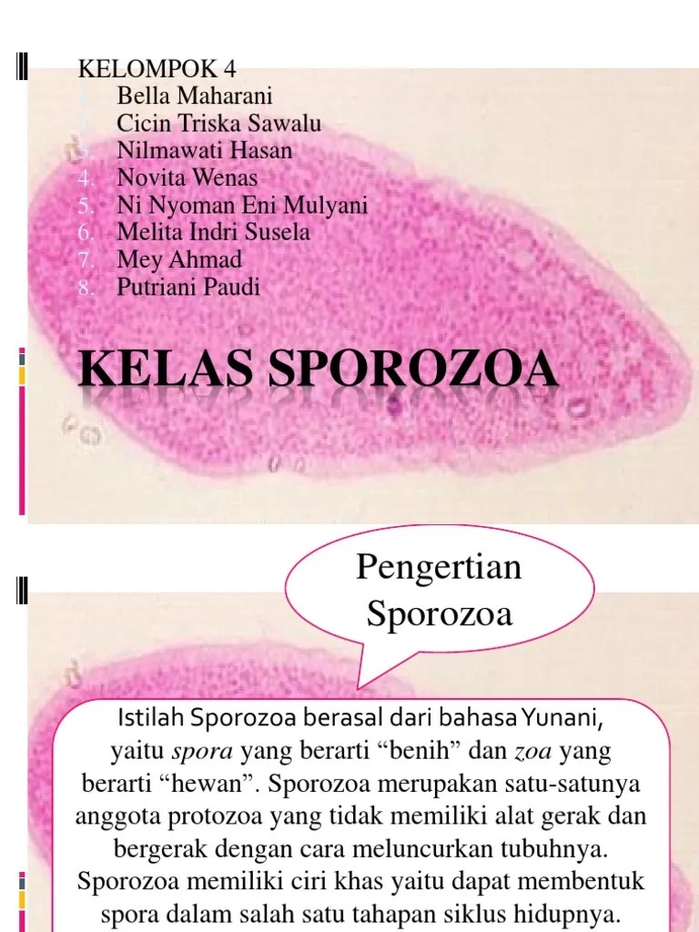 Kelas Sporozoa | PDF