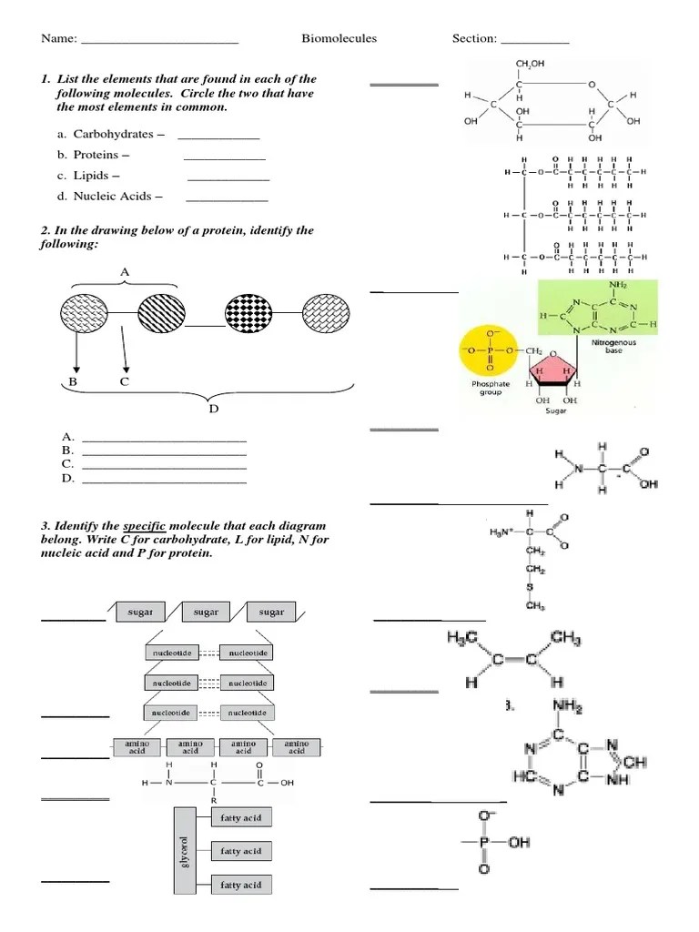 Biomolecules Quiz PDF Biomolecules Proteins
