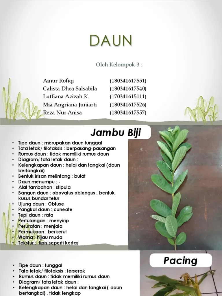 Daun - Kelompok 3 - Offering B | PDF