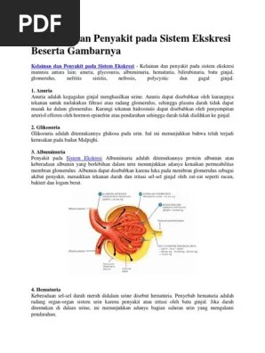 Kelainan Dan Penyakit Pada Sistem Ekskresi Beserta Gambarnya | PDF