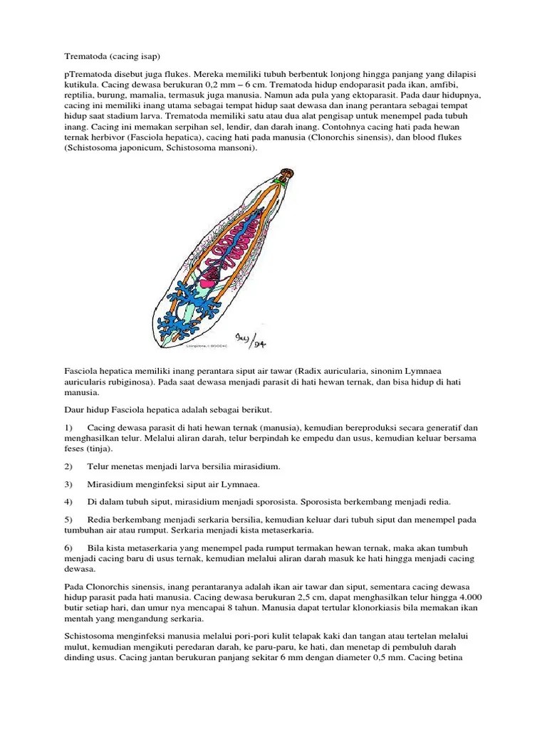 Platyminthes | PDF