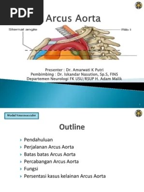 Arkus Aorta | PDF | Aorta | Abdomen