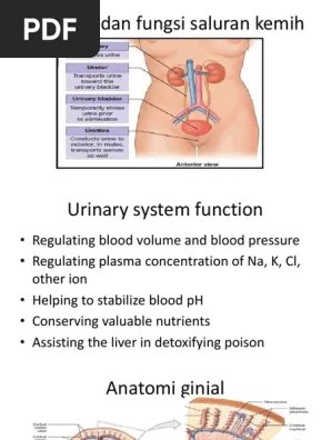 Anatomi Dan Fungsi Saluran Kemih | PDF | Renal Function | Creatinine