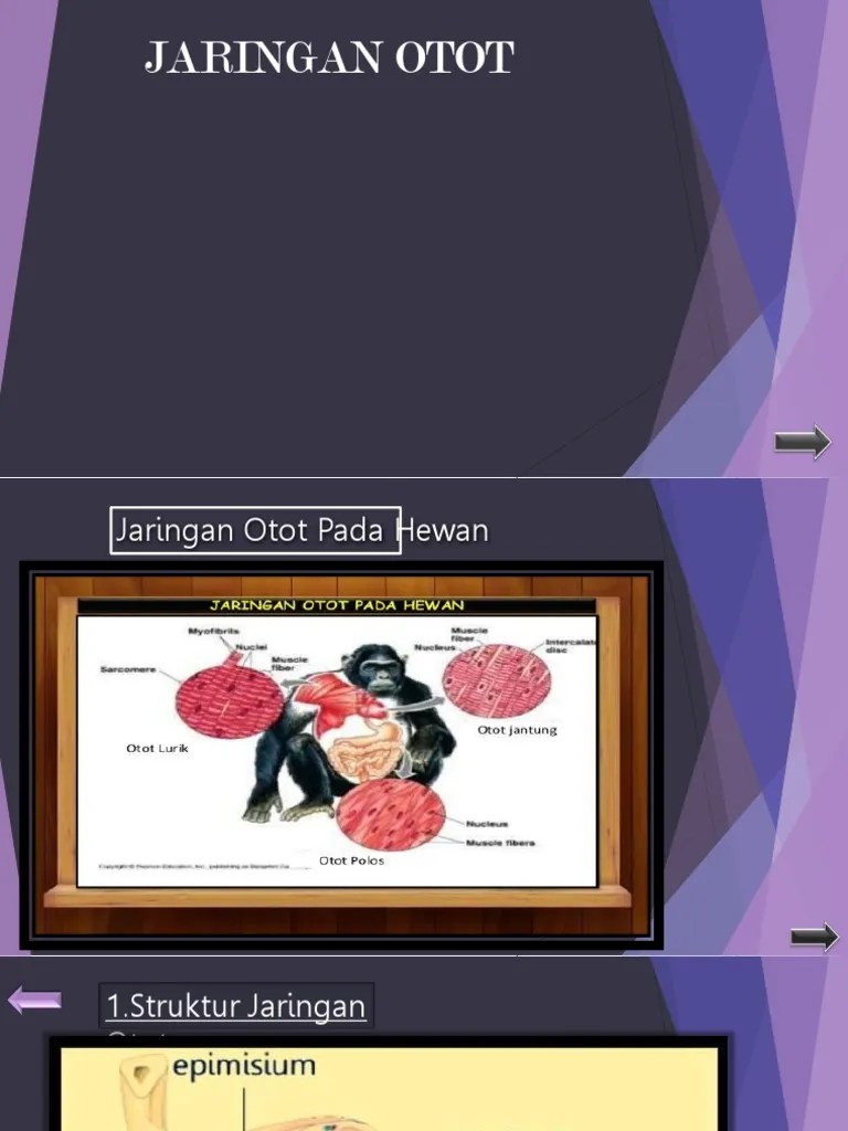 Jaringan Hewan Bahan Ajar Power Point Untuk Biologi jaringan otot polos pada hewan