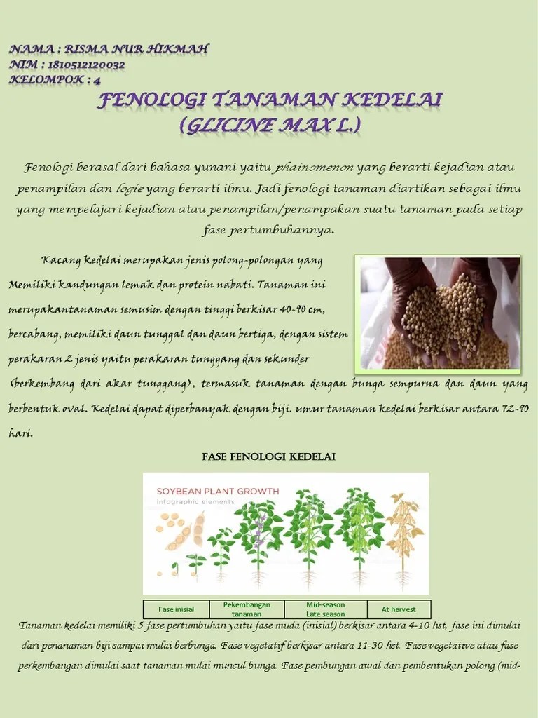 Cara Menanam Tanaman Kacang Kedelai Perawatan Hingga Panen Melimpah umur tanaman kedelai