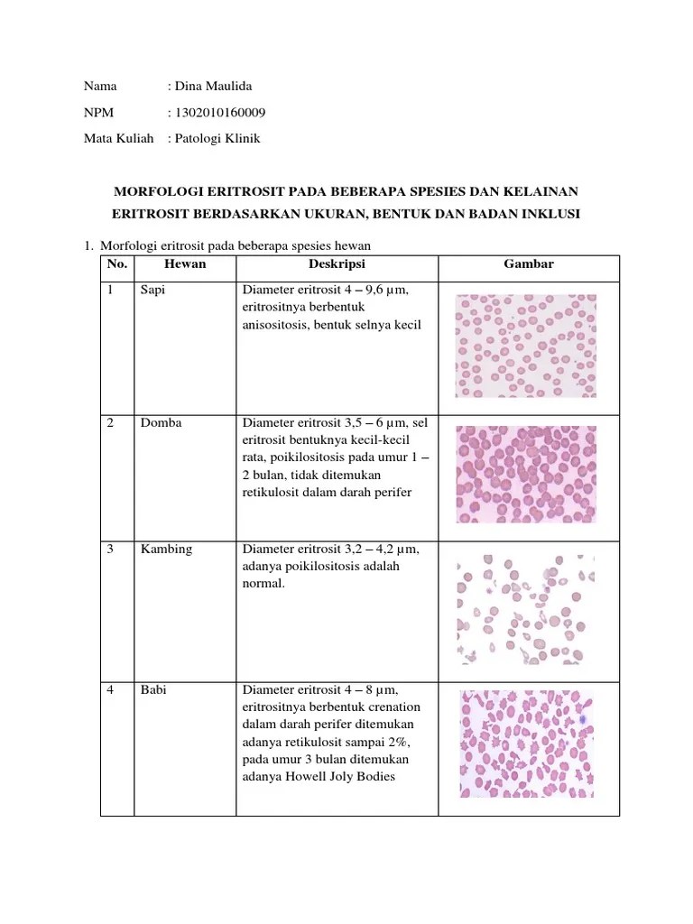 Morfologi Eritrosit Dan Jenis-Jenis Kelainan Eritrosit | PDF