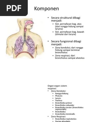 ANATOMI SISTEM RESPIRASIi