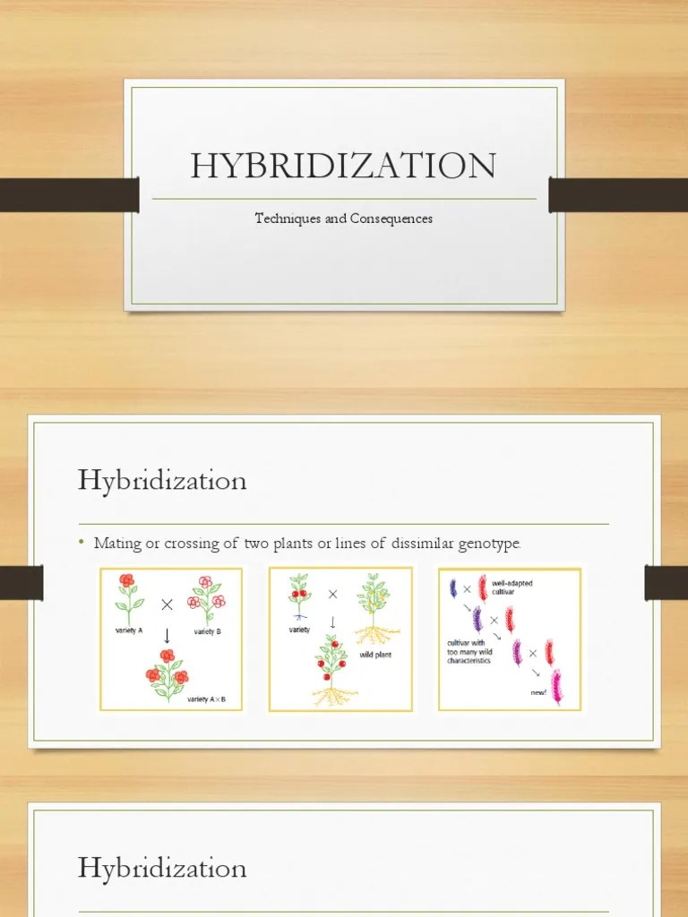Plant Hybridization PDF Hybrid (Biology) Plant Breeding