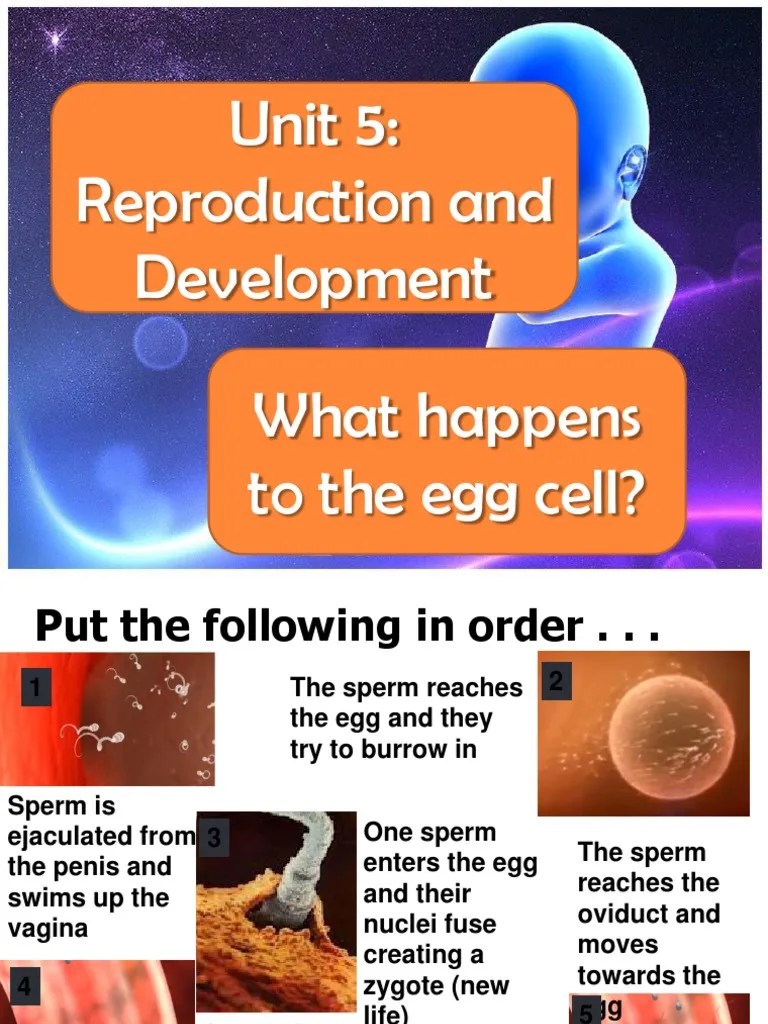 What Happens To The Egg Cell Notes PDF Fertilisation Sperm