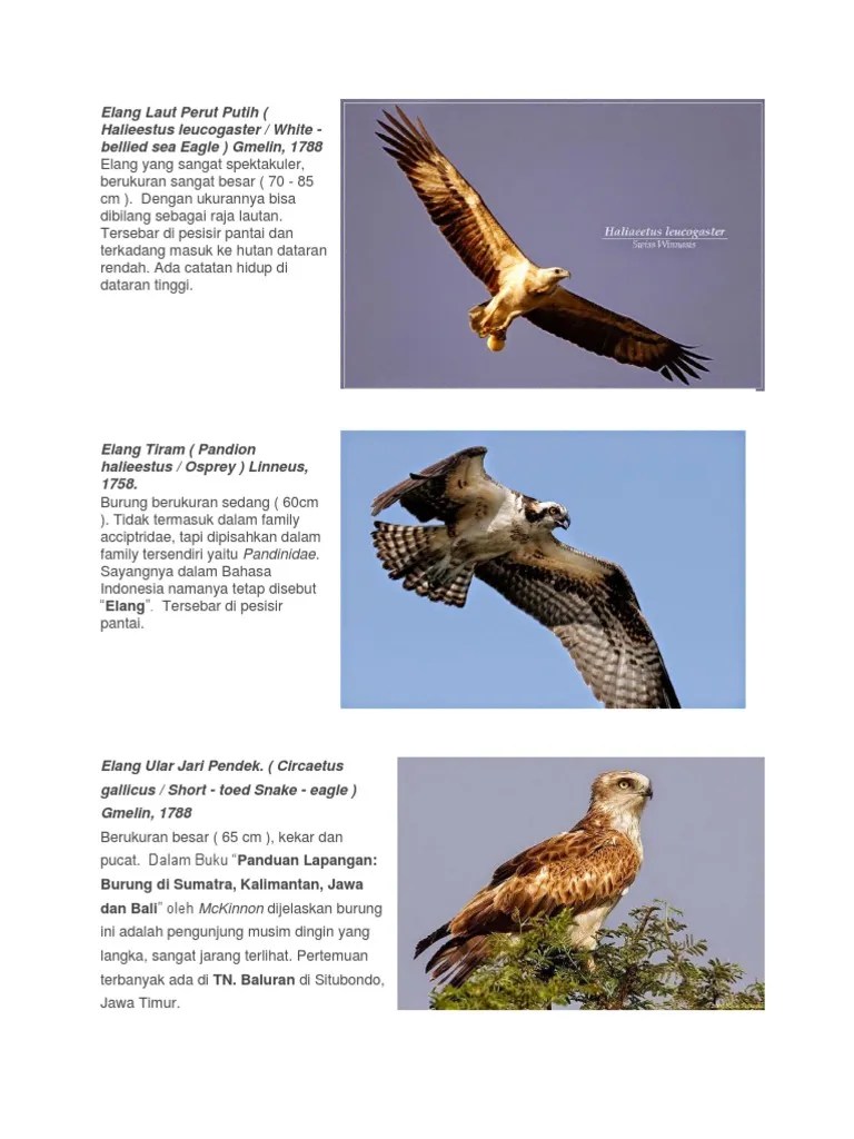 Elang Laut Perut Putih | PDF