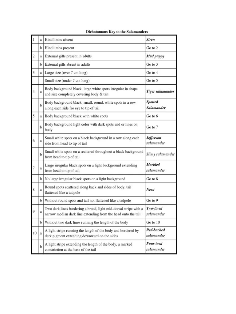 Dichotomous Key Salamanders PDF Vertebrates Amphibious Organisms
