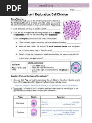 Cell division gizmo answer key. Pdf Mitosis Chromosome