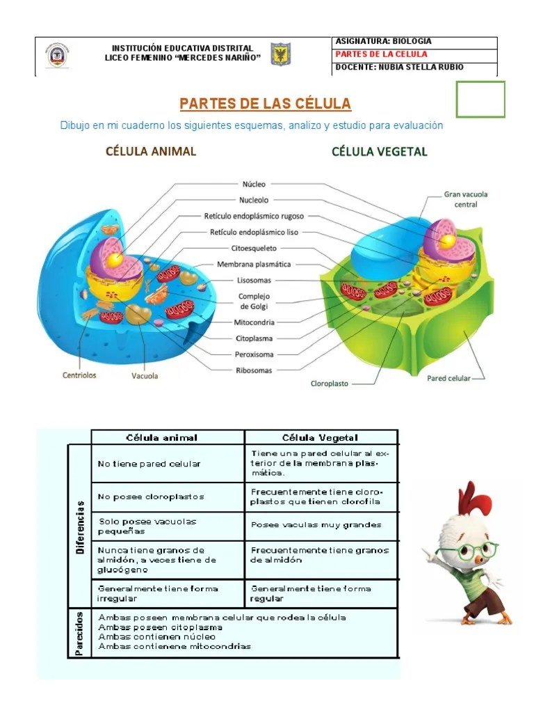 Partes de La Célula y Funciones PDF Citoplasma Nucleo celular