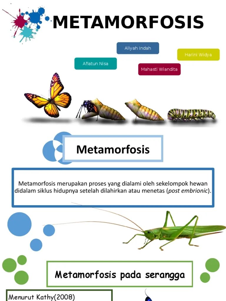Metamorfosis Dan Regenerasi | PDF