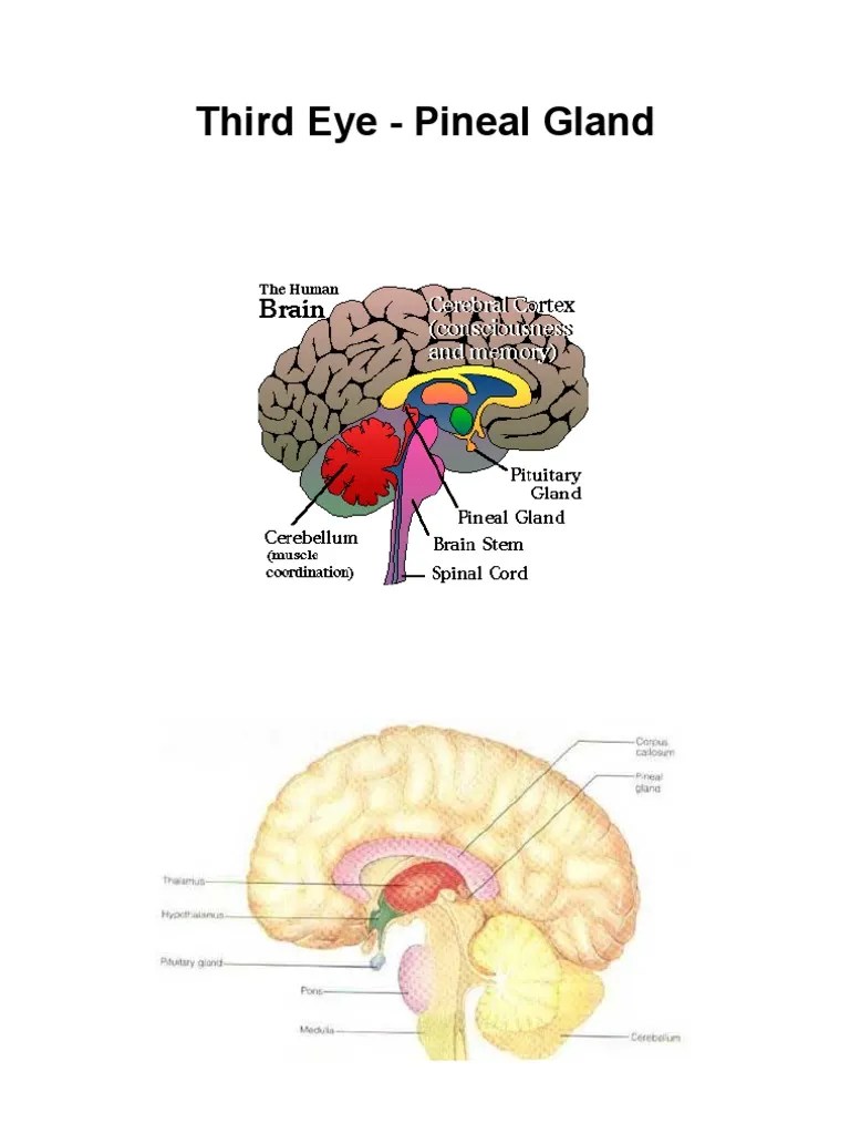 Third Eye Pineal Gland Organ (Anatomy) Human Anatomy
