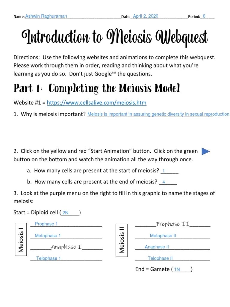 Meiosis-Webquest Answer Key | PDF | Meiosis | Chromosome