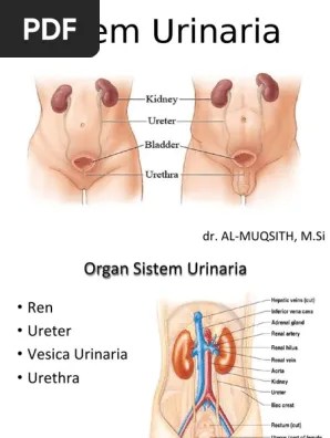 Jurnal Sistem Urinaria : Jurnal Sistem Urinaria : Anatomi Sistem Urinaria Ppt ...