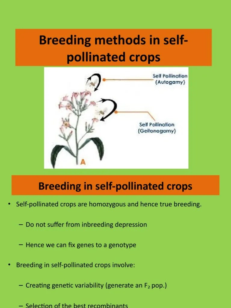 Breeding methods in selfpollinated crops Plant Breeding Dominance