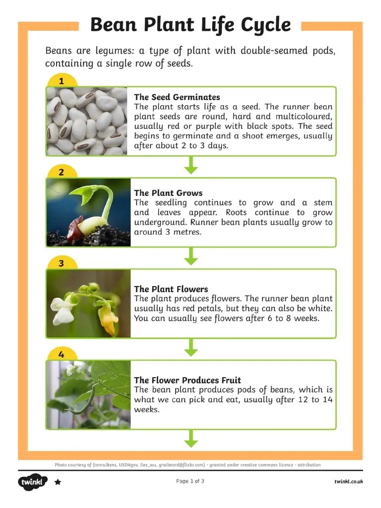 Bean Plant Life Cycle Comprehension Questions Tier 3 PDF