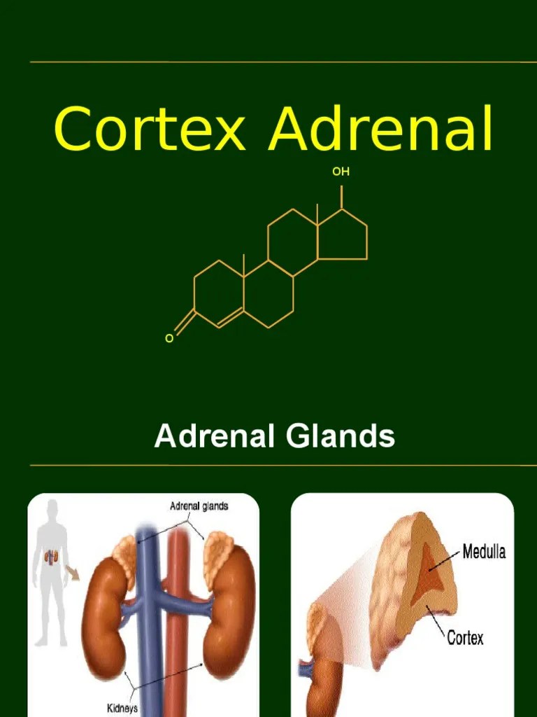 The Regulation and Function of the Adrenal Cortex Hormones A