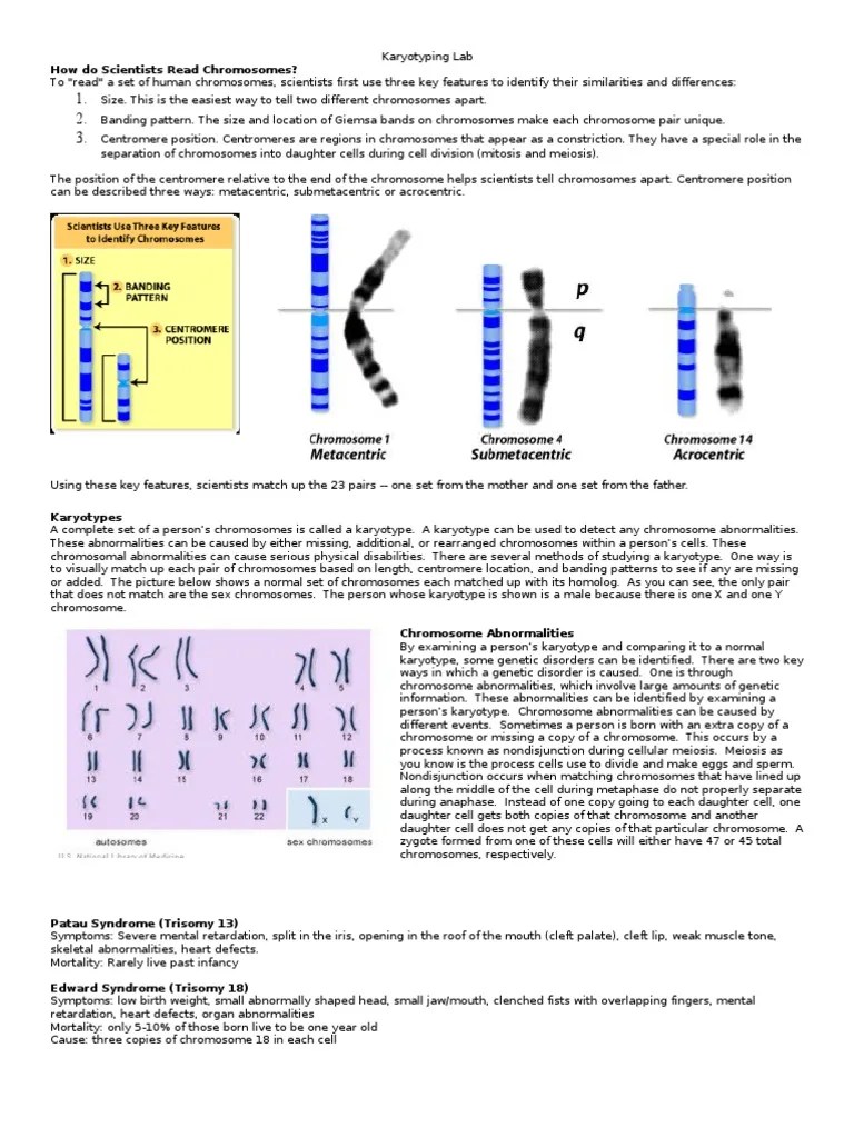 Karyotyping Virtual Lab Plus Karyotype Chromosome