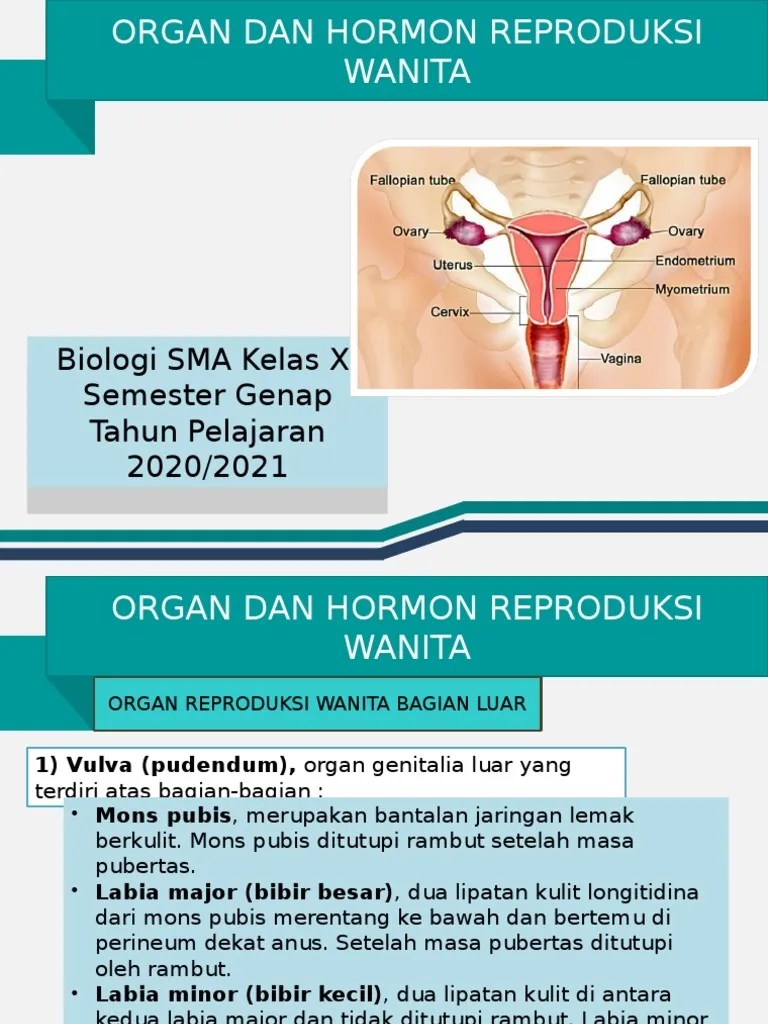 Sistem Reproduksi Wanita | PDF