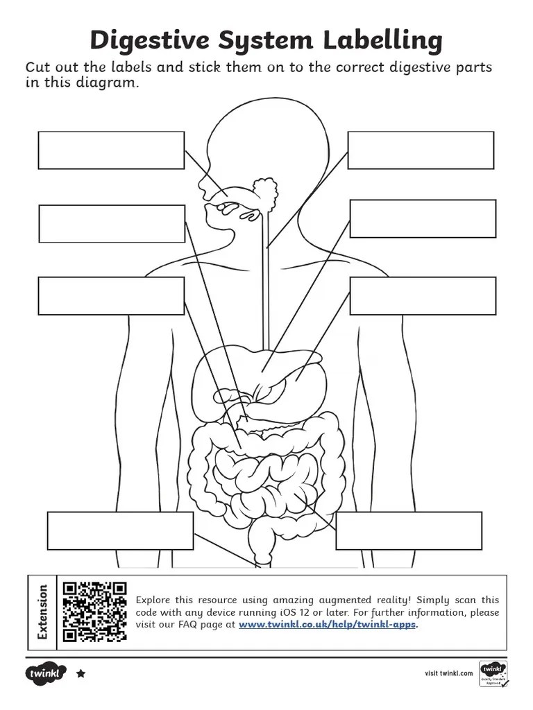 DIGESTIVE SYSTEM WORKSHEET