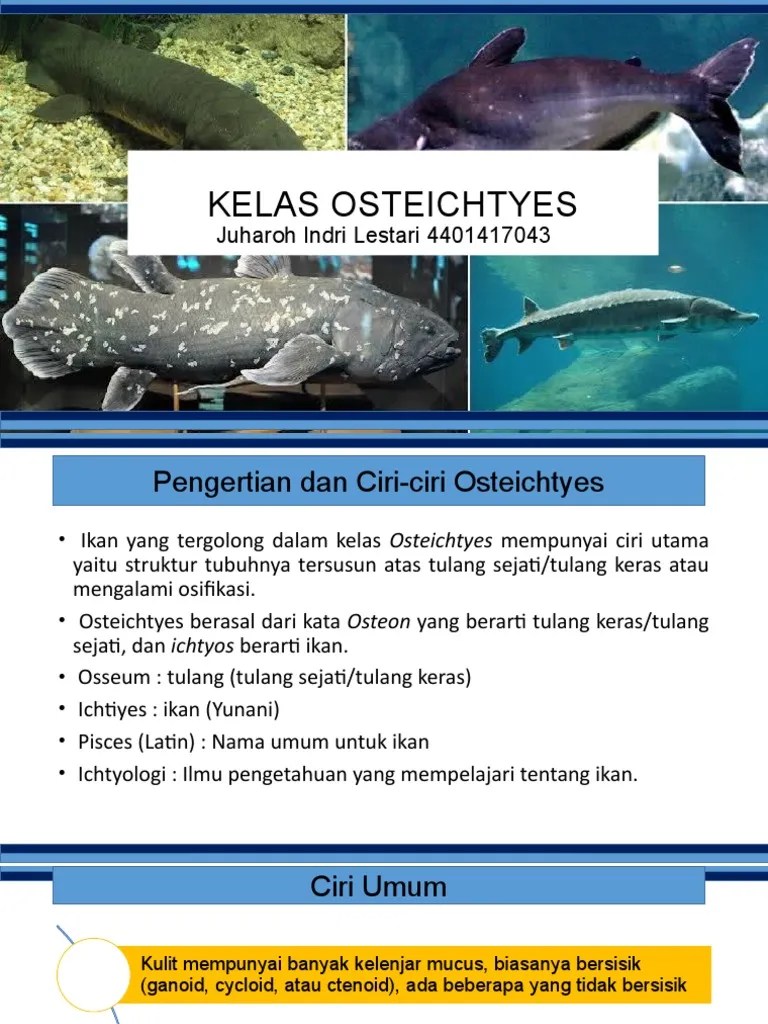KELAS OSTEICHTYES - Juharoh Indri Lestari - 4401417043 | PDF