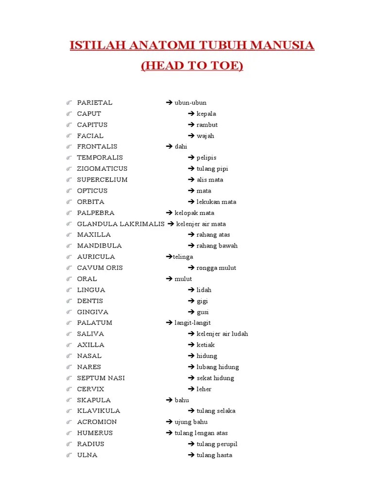 Anatomi Tubuh Manusia | PDF