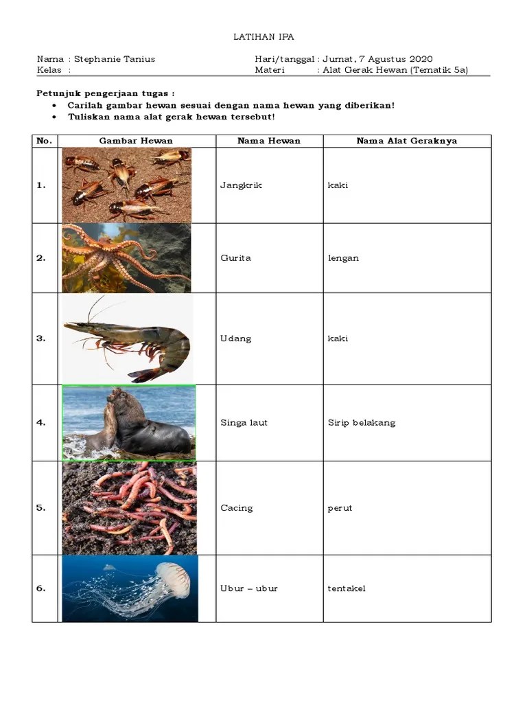Lat Alat Gerak Hewan | PDF