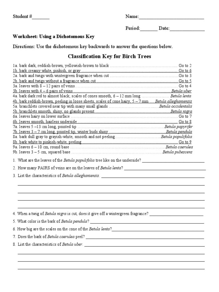 Classification Key For Birch Trees Worksheet Using A Dichotomous Key PDF Trees Plant