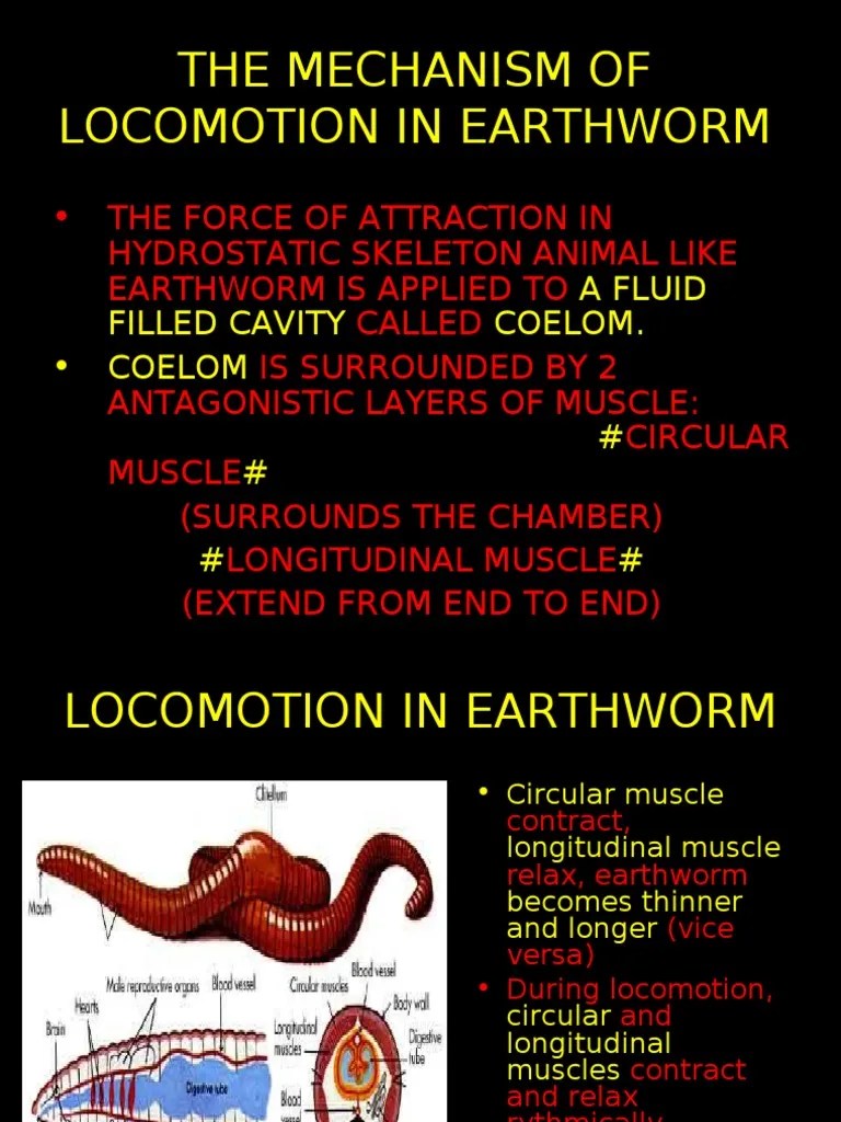 IN EARTHWORM