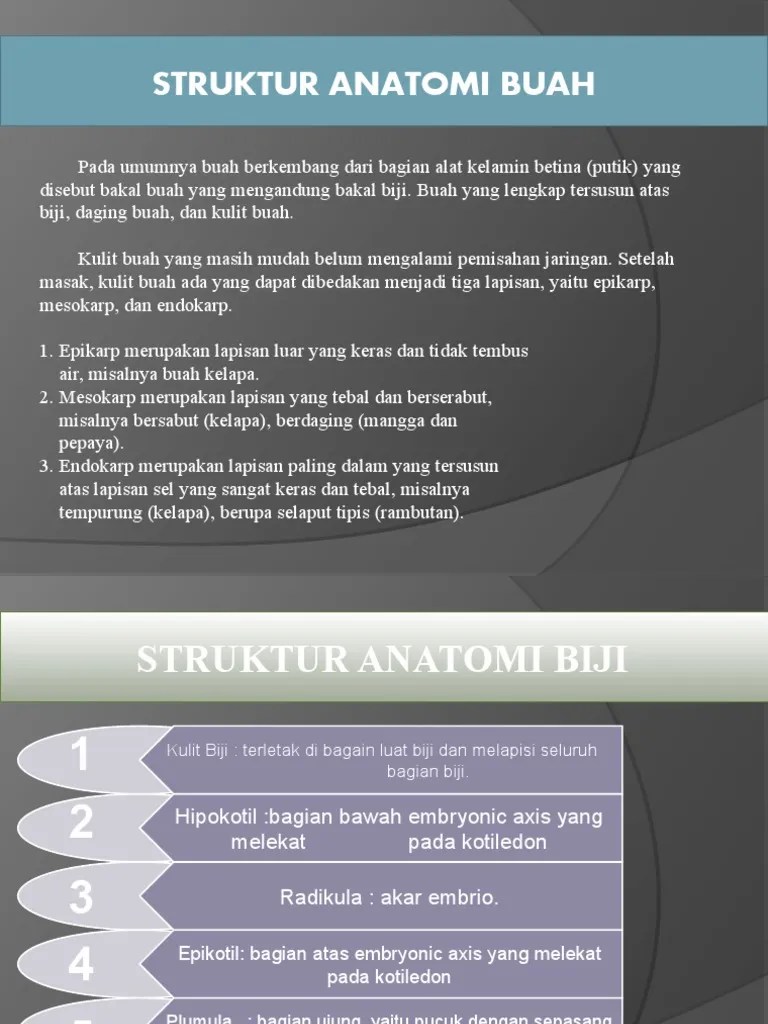 Presentation1 ANFISTUM Buah Biji | PDF