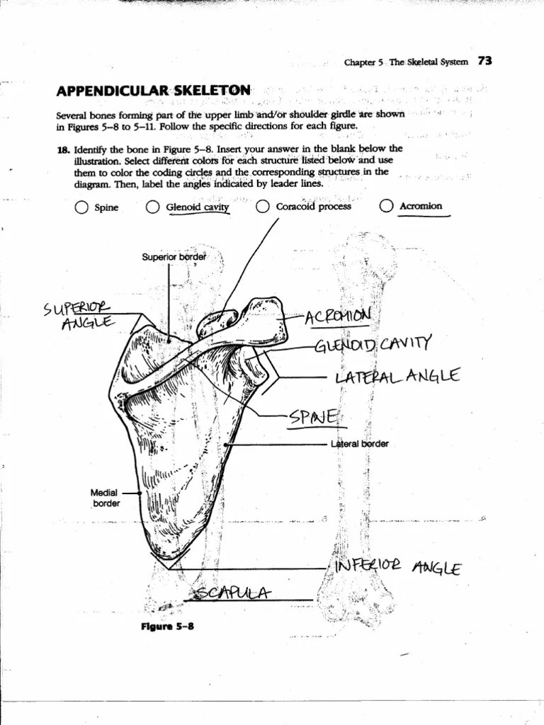 Skeletal Quiz Pelvis Skeletal System