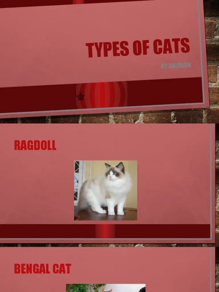 Types of Cat PDF