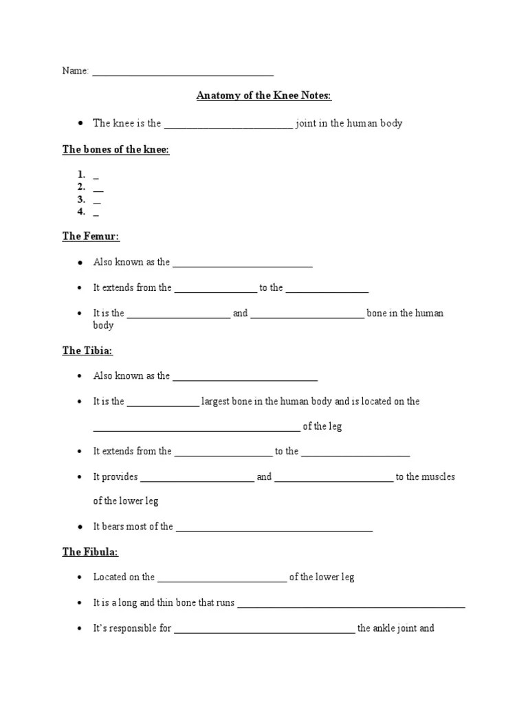 Anatomy of The Knee | PDF | Knee | Musculoskeletal System