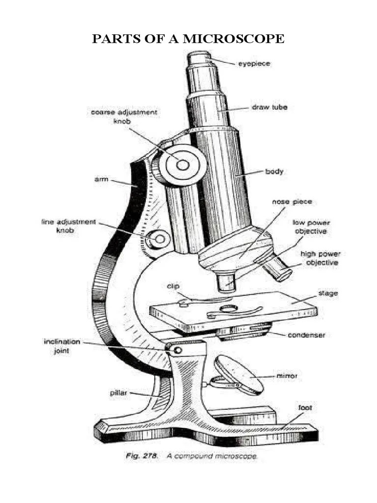 Parts of A Microscope PDF Microscope Microscopy