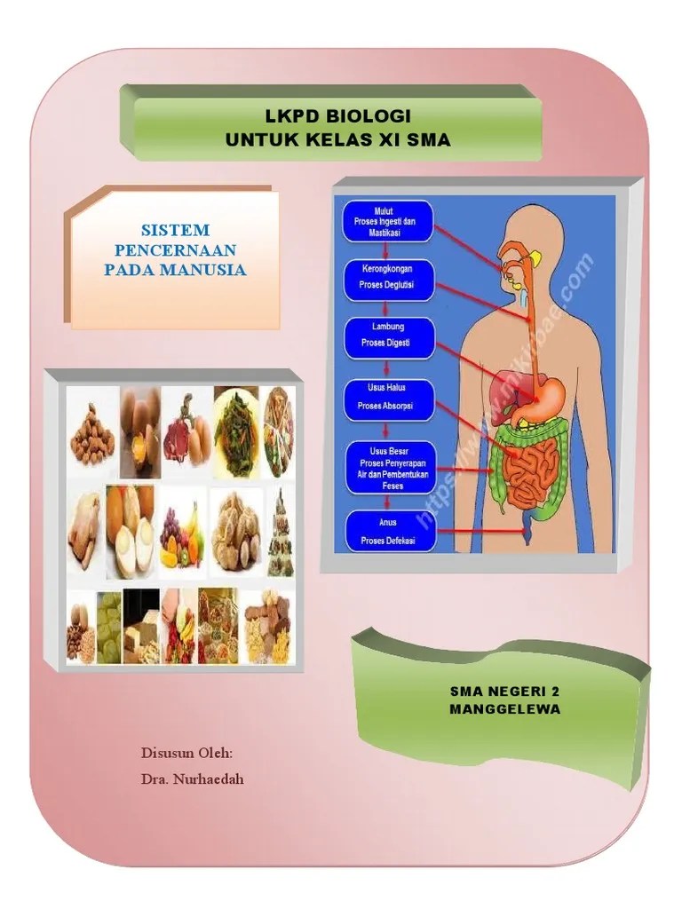 LKPD KD 3 7 Kelas Xi Sistem Pencernaan | PDF