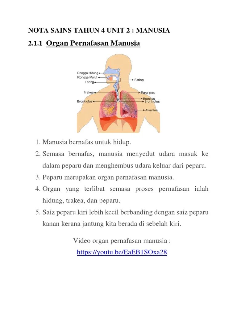Organ yang terlibat semasa pernafasan: Nota Tahun 4 Unit 2 Manusia