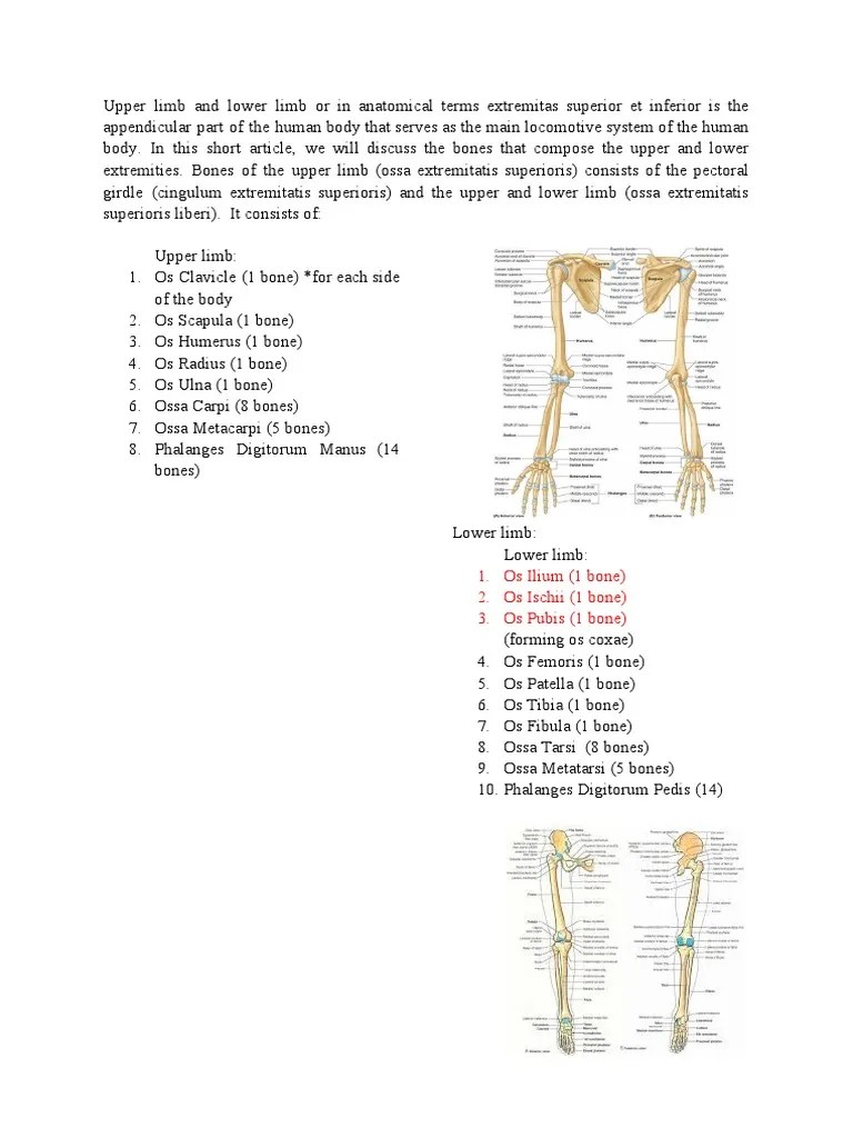 Upper Limb and Lower Limb Differences PDF Human Leg Anatomy